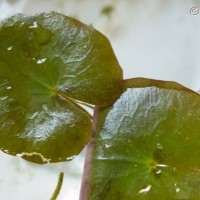 Fringed Water Lily